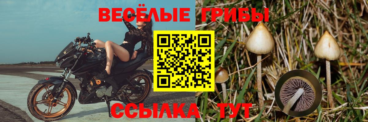 Псилоцибиновые грибы прущие грибы  Галлюциногенные грибы Cubensis  Вход с VPN  Строитель 